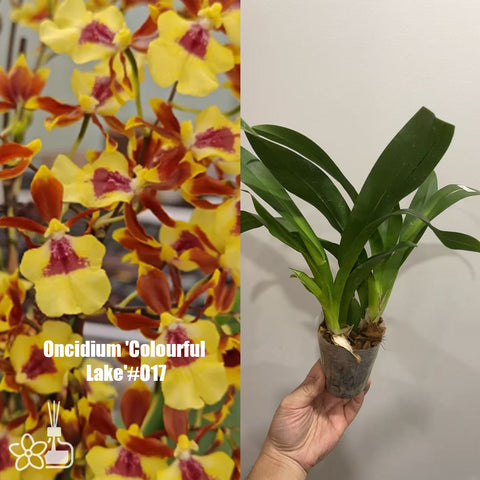 [AS-IS]Oncidium 'Colourful  Lake'#O17[March in Stock]