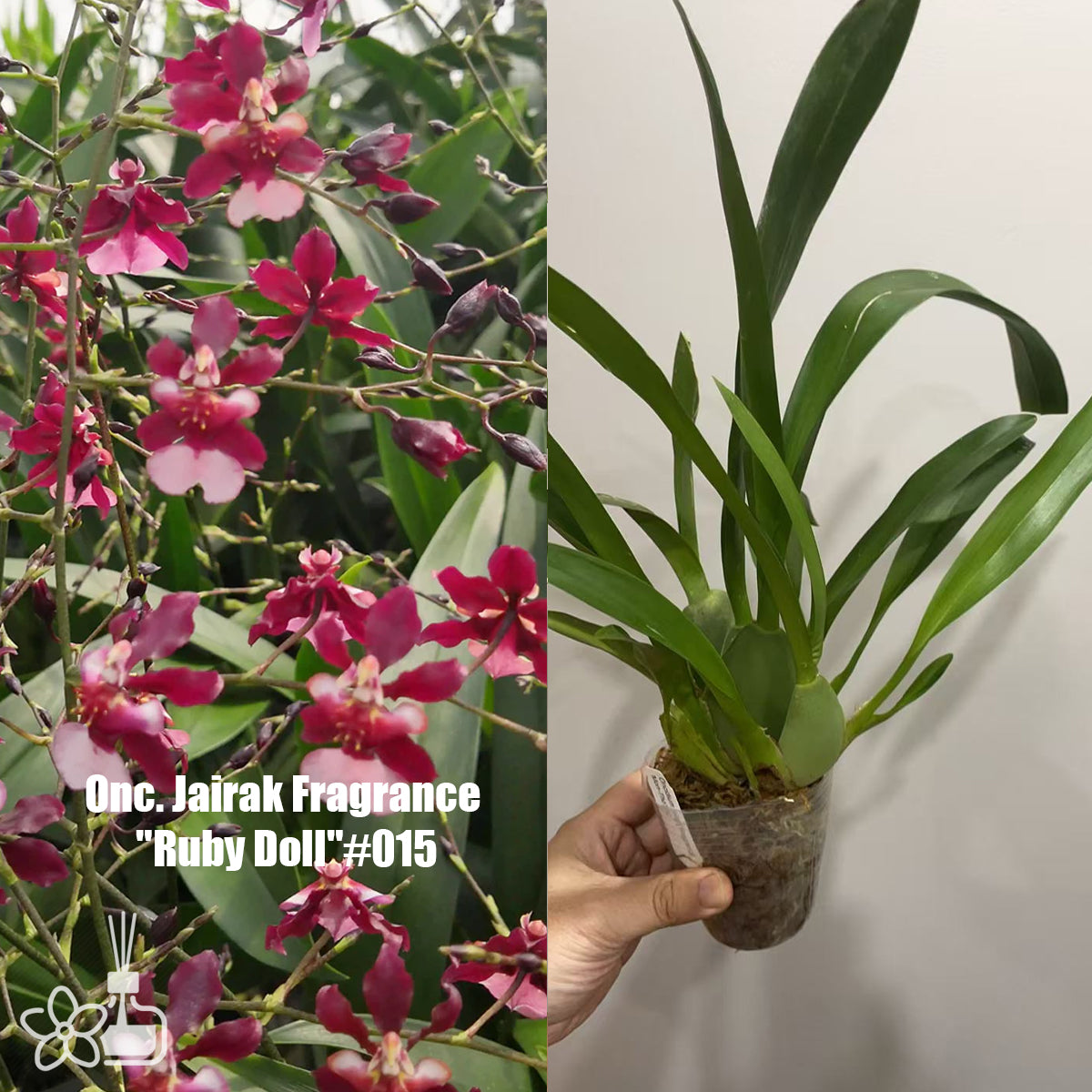 新品★アンソニー・ラム WILD ORCHIDS of BORNEO★セット J247.jpg?v=1742276201