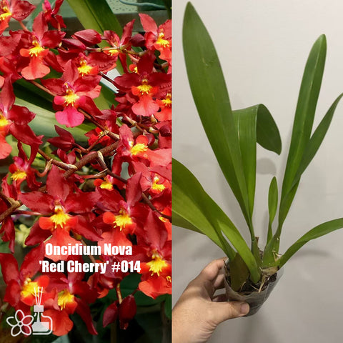 [AS-IS]Oncidium Nova  'Red Cherry' #O14[March in Stock]