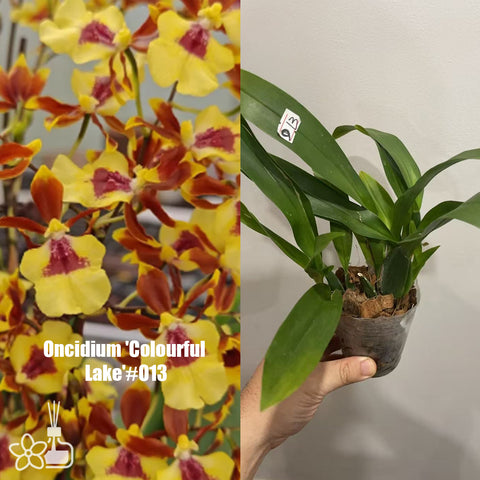 [AS-IS]Oncidium 'Colourful  Lake'#O13[March in Stock]