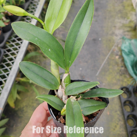 [Bare-Root]Cattleya Mini Berlin 'Purple Queen' 迷你柏林皇后 [Wishlist]