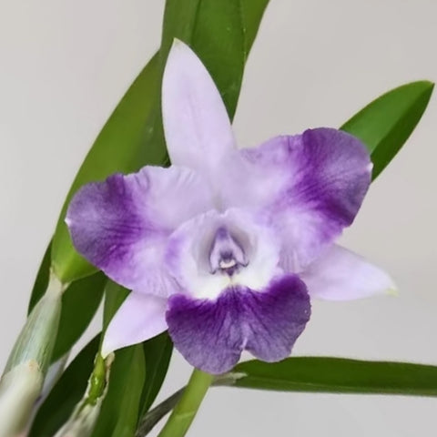 [Bare-Root]Cattleya Mini Berlin 'Purple Queen' 迷你柏林皇后 [Wishlist]