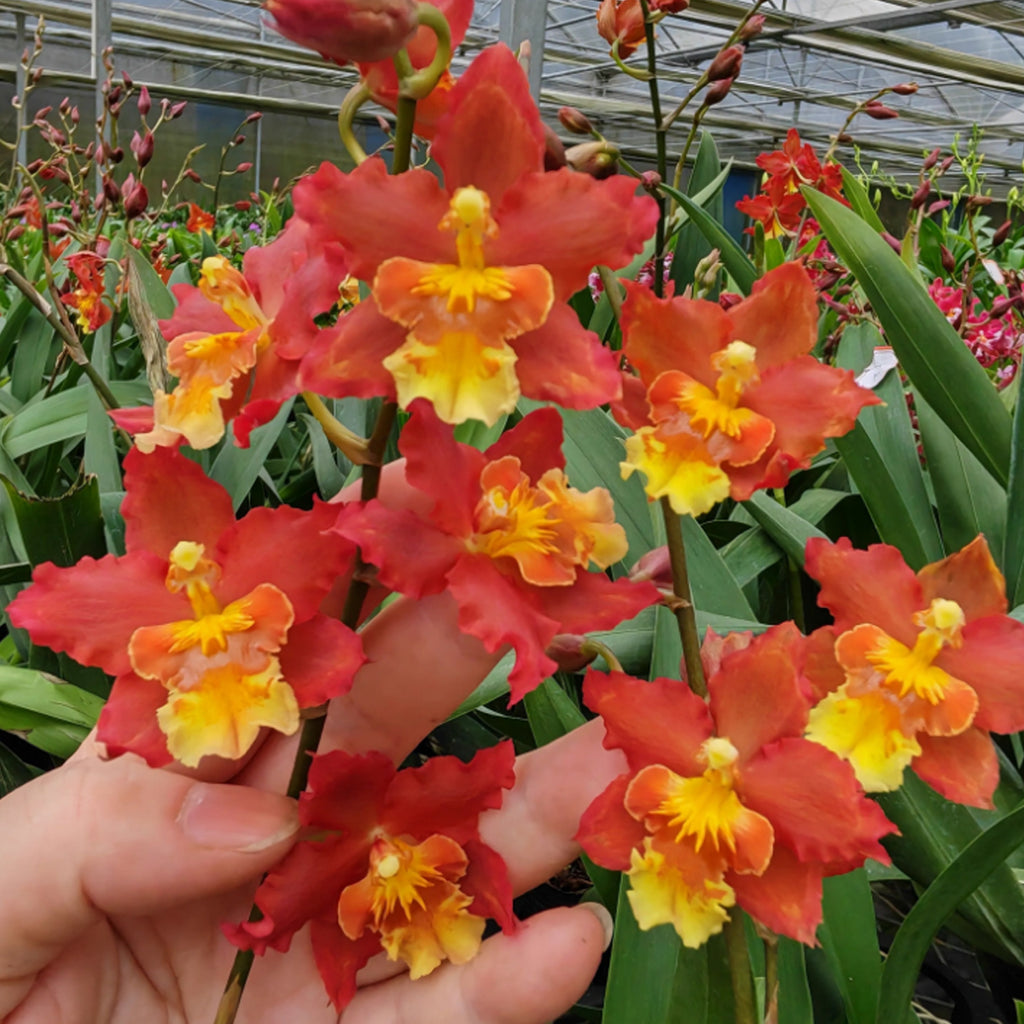 [Bare-Root]Wils. Rising Sun 'Red Sun “红太阳” [April in stock] – Orchidmart