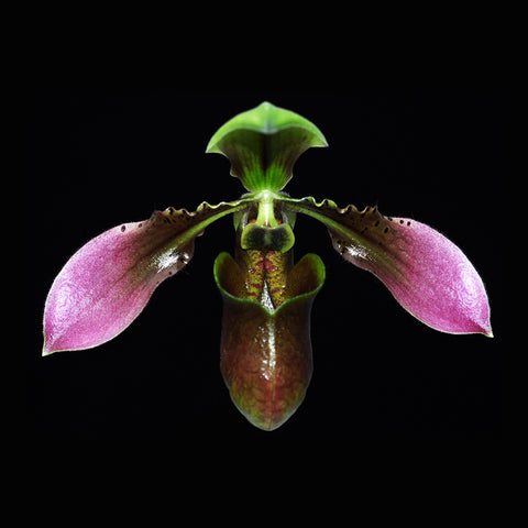 [Bare-root]Paph appletonianum 卷萼兜蘭 [Wishlist]