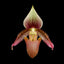 [Bare-root]Paph.ciliolare 缘毛兜兰[Wishlist]