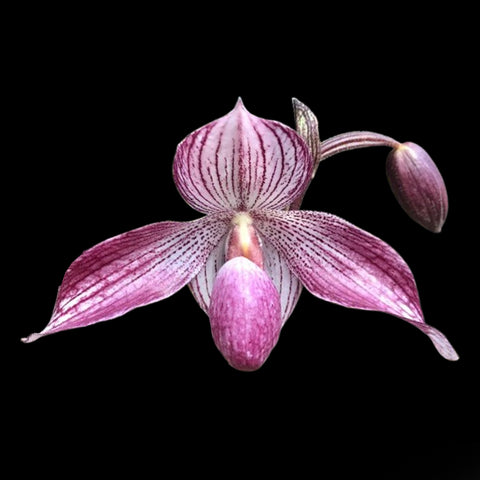 [Bare-root]Paph.Delrosi 大红桃[Feb preorder]