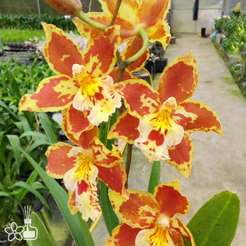 [Bare-Root]Odontocidium Tiger Tail 芒果 [Wishlist]