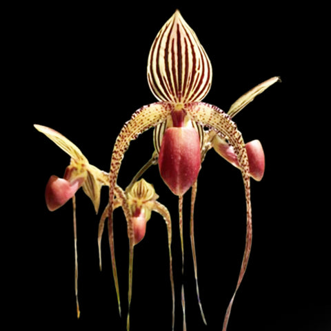 [Bare-root]Paph.Prince Edward of York 愛德華[Wishlist]