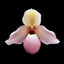 [Bare-root]Paph. Delophyllum 德洛菲 [Wishlist]