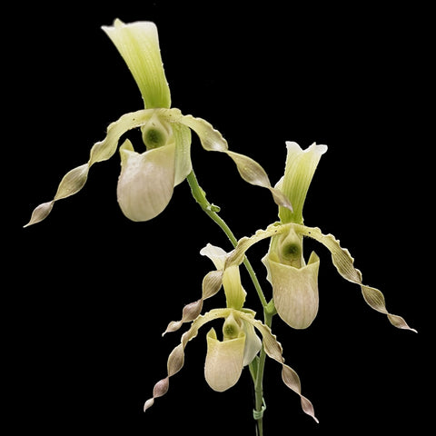 [Bare-root]Paph. dianthum x primulinum 长瓣X报春 [Wishlist]