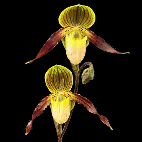 [Bare-root]Paph.Shireen 喜臨兜蘭 [Wishlist]