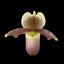 [Bare-root]Paph. barbigerum x glaucophyllum 小葉x蒼葉 [Wishlist]