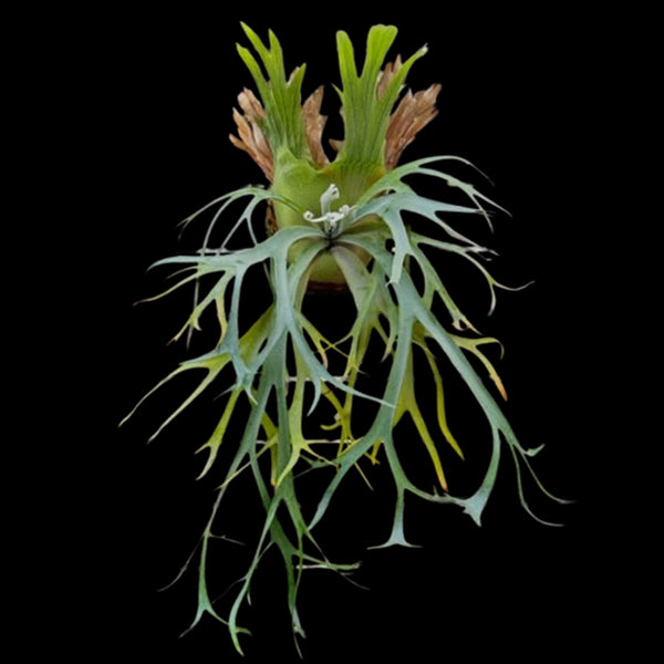 【親株】P.willinckii cv.rain 親株】P.willinckii cv.rain