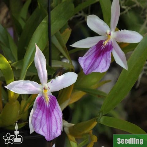 [Bare-Root]Miltonia spectabilis var. semi-alba[Wishlist]