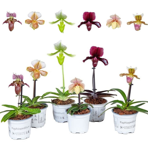 [Bare-root] Paphiopedilum Assorted Colors Mix [Jan Preorder]