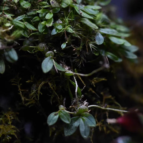 [Bare-root]Bulbophyllum Sp. Mini [Wishlist]