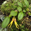 [Bare-root]Bulbophyllum Sp. Yellow [Wishlist]