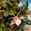 [Bare-root]Epigeneium fargesii [Wishlist]
