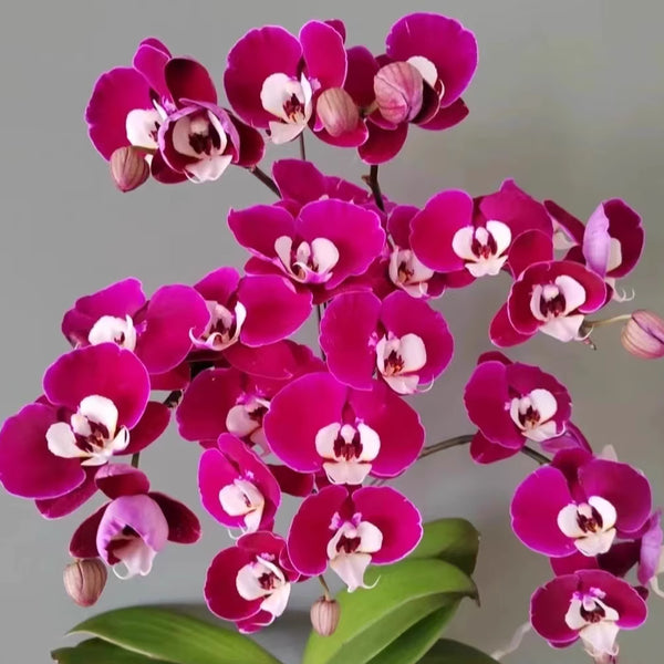 J415_600x600_crop_center.jpg?v