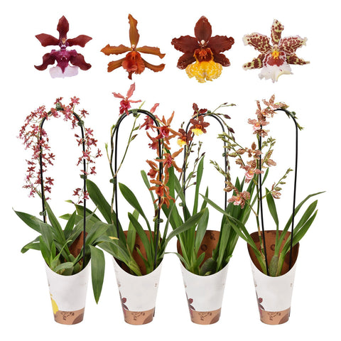 [Bare-root] Oncidium etc. Assorted Colors Mix [Jan Preorder]