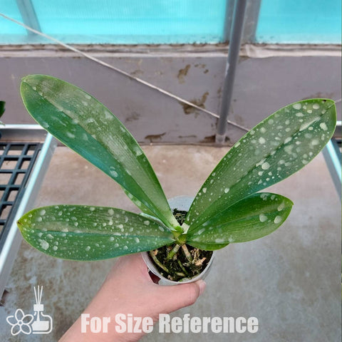 [Bare-root]Phal. lueddemanniana × sib 路德[Dec Preorder]