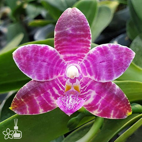 [Bare-root]Phal. lueddemanniana × sib 路德[Dec Preorder]