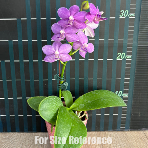 [Bare-root]Phal. Yu-Yang Little Peacock '387' 紫芋鈴鐺 '387'[Feb in-stock]