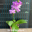 [Bare-root] Phal. Yu-Yang Little Peacock 紫芋鈴鐺  [2.4 BS][Wishlist]