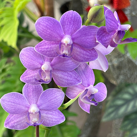 [Bare-root]Phal. Yu-Yang Little Peacock '387' 紫芋鈴鐺 '387'[Feb in-stock]