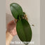 [Bare-root] Phal. Rome 羅馬 [Wishlist]