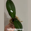 [Bare-root]Phal. Pink Maiden 粉嬌娘 [Wishlist]