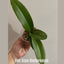 [Bare-root] Phal. Liu's Sakura 劉氏櫻花 [Wishlist]