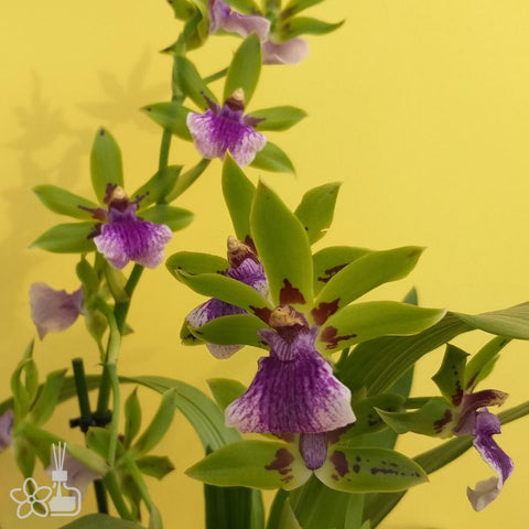 [Bare-root]Zygopetalum Impasto Green 厚塗綠 [Jan Preorder]