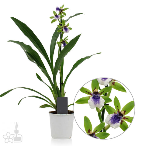 [Bare-root]Zygopetalum Impasto Green 厚塗綠 [Jan Preorder]