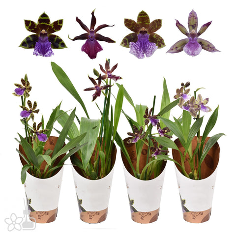 [Bare-root] Zygopetalum Assorted Colors Mix [Jan Preorder]