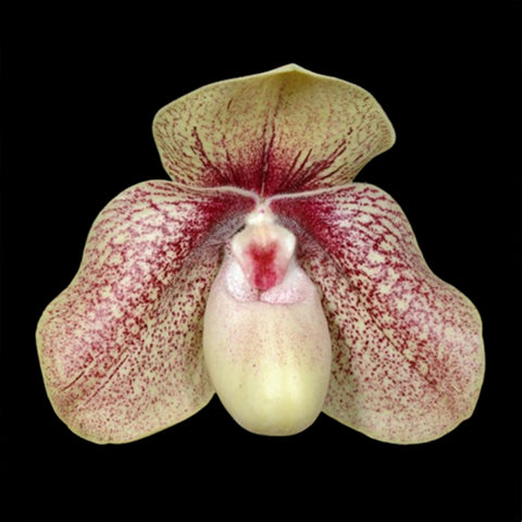 [Bare-root]Paph. Karl Ploberger 巨瓣 x番薯 [May Paph Preorder]