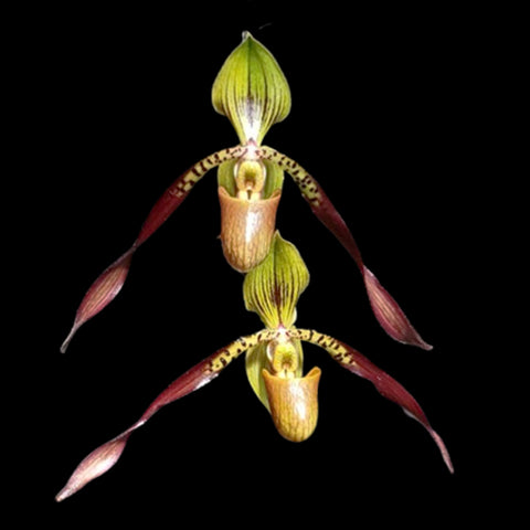 [Bare-root]Paph. Julius [May Paph Preorder]