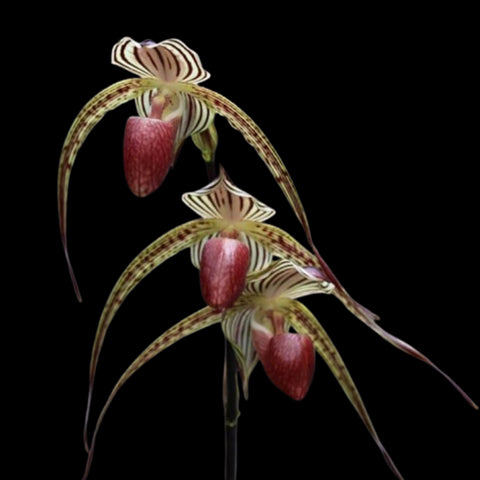 [Bare-root]Paph. Lady Isabel 伊莎貝爾夫人 [May Paph Preorder]