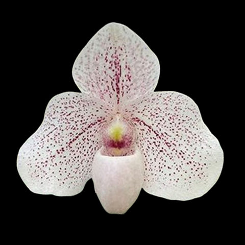 [Bare-root]Paph. delenatii'Red' x S.Gratrix 越南美人x 格雷氏 [May Paph Preorder]