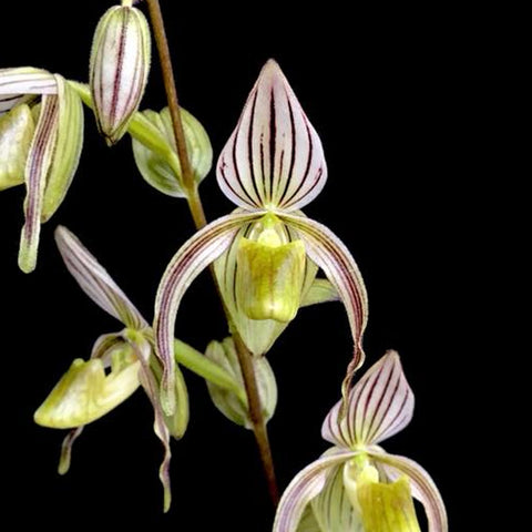 [Bare-root]Paph. randsii BM/TPS x self [May Paph Preorder]