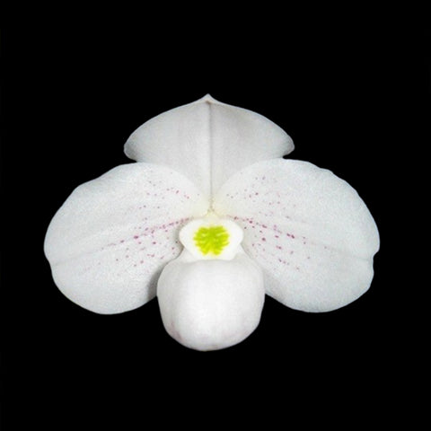 [Bare-root] Paph. thaianum x sib 泰國小白兜 [May Paph Preorder]