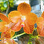 [Bare-Root] Phal. Mainshow Tiger [Wishlist]