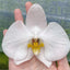 [Bare-Root]Phal. amabilis ‘gigantic’ [Wishlist]
