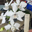 [Bare-Root]Phal amabilis ‘Feather’ [Wishlist]