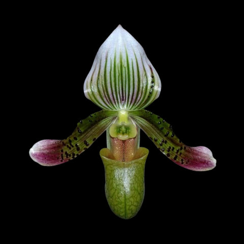 [Bare-root]Paph. schoseri sib 舒氏 [May Paph Preorder]