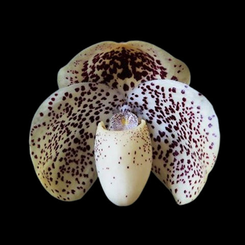 [Bare-root]Paph. (Benkei x leucochilum) x bellatulum 'Bear' SM/TPS 貝露貝拉 [May Paph Preorder] (Copy)