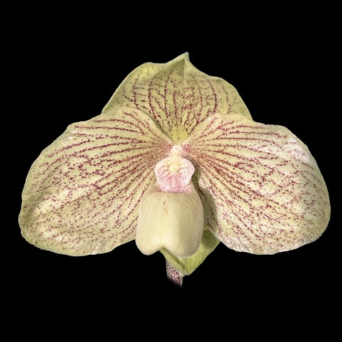 [Bare-root]Paph. Greyi x Shun-Fa Golden 格金 [May Paph Preorder]