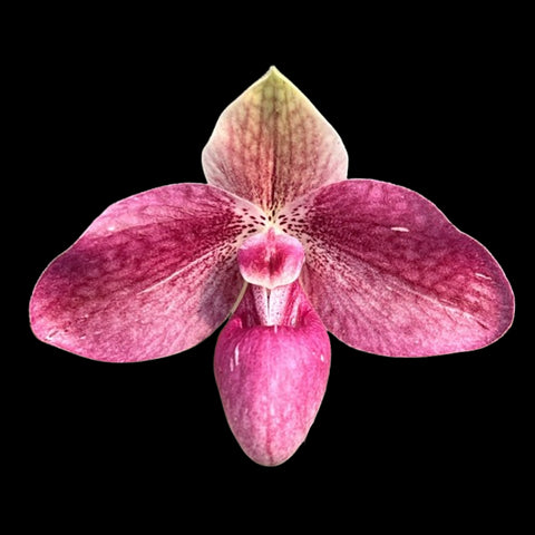 [Bare-root]Paph. Lola Bird x bellatulum 蘿拉貝拉[May Paph Preorder]