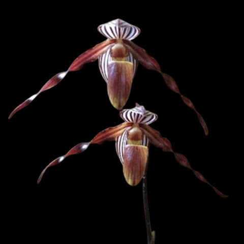 [Bare-root]Paph. wilhelminiae sib 威氏 [May Paph Preorder]