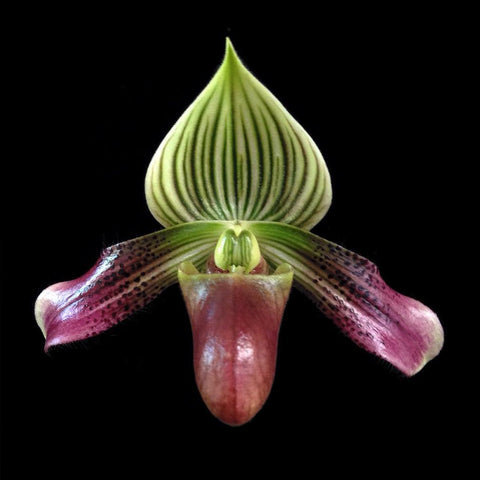 [Bare-root]Paph. urbanianum 烏爾班氏 [May Paph Preorder]